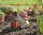 Gartenzwerg FINN mit Schubkarre
