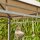 BBQ Pavillon 244cm x 127cm Gestell aus Stahl, anthrazit, Bezug aus Polyester, 180g/m² in taupe